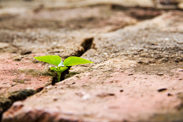 A little tree is trying to grow up on the brick.