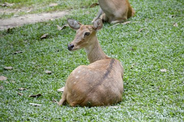 eld deer in wild nature