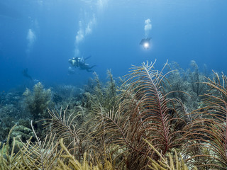 Fototapeta na wymiar Unterwasser - Riff - Koralle - Schwamm - Taucher - Tauchen - Curacao - Karibik