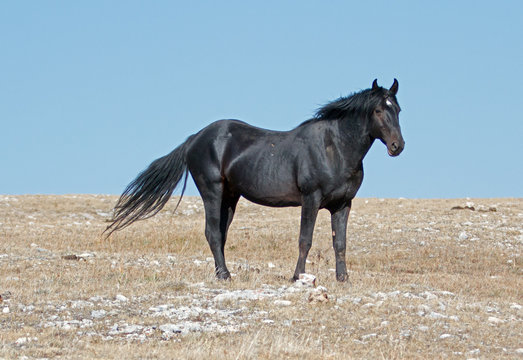 Wild Horse Black Band Stallion With White Star On Forehead In United States