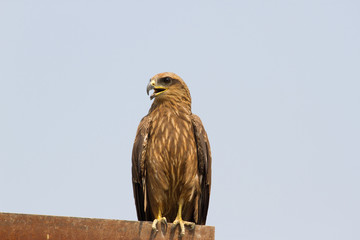 Brown bird of prey sitting on a roof at construction site in India. Buzzard. Buteo