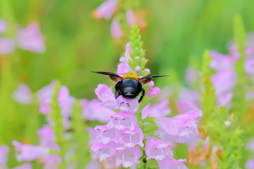 ハナトラノオの花と熊蜂