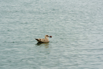 Juvenile lesser black backed gull (Larus fuscus) swimming in sea with food in beak.