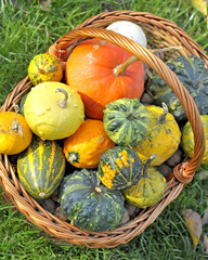 Different types of pumpkins