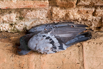 Pigeon lying dead on the floor