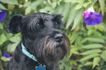 black schnauzer dog with lilac flowers background