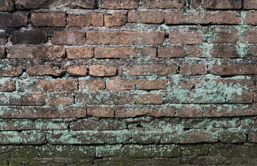 Moss on old brick wall background