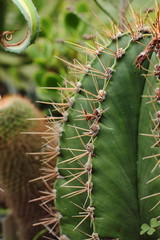 Cactus with thorns