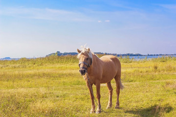 Naklejka na ściany i meble Light brown horse with white mane stands on meadow near blue lake. Palomino horse in field