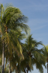 Fototapeta na wymiar Königspalme mit blauem Himmel im Hintergrund