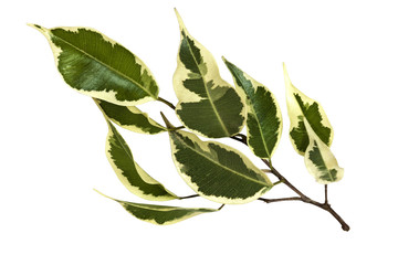 Studio Shot of Isolated Variegated Bougainvillea Leaves