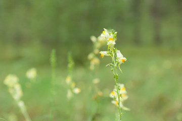 cute little flowers