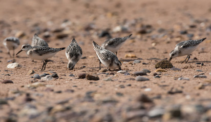 Sanderling, Calidris alba