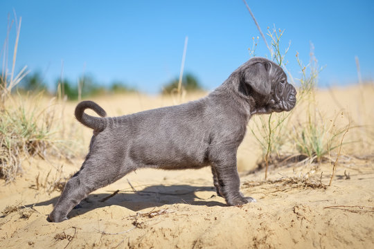 Beautiful young puppy italian mastiff cane corso (1 month)