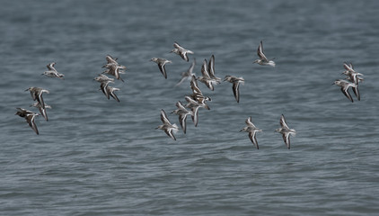 Sanderling, Calidris alba