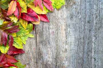 Naklejka na ściany i meble Autumn wallpaper, leaves border on wooden background