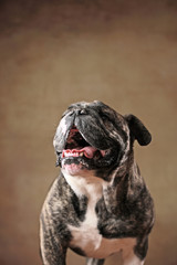 Französische Bulldogge & Englische Bulldogge-Mischling im Studio