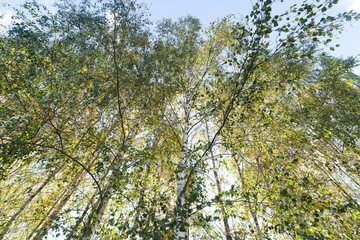 Birch grove.
