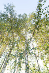 Birch grove.