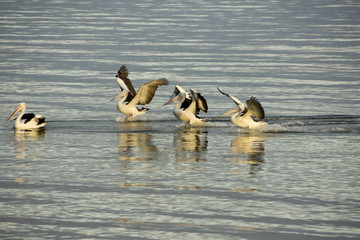 Pelicans landing on water