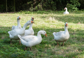 Obraz premium Dithmarschen Gänse aus bäuerlicher Freilandhaltung
