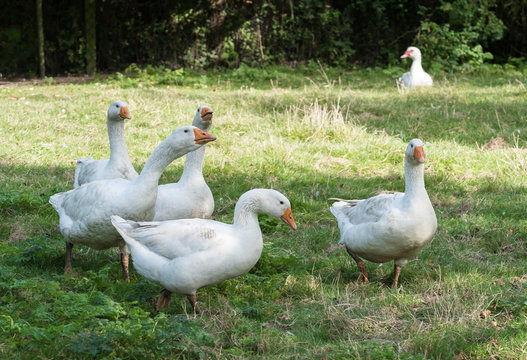 Dithmarschen G&auml;nse aus b&auml;uerlicher Freilandhaltung