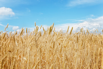 Golden wheat field on a background of blue sky .Focus concept.