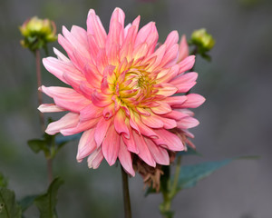 Fototapeta premium Pink daisy flower