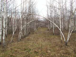 Birch trees in  Molebka anomalouse zone, Perm region, Russia