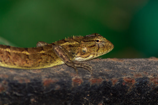Lizard looking for insects