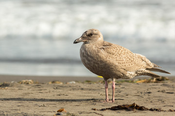 Pacific Gull on the shore of Ocean.