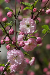 blossoming branch of pink almond closeup