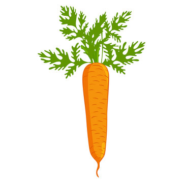 Carrots. Detailed Vector Icon.