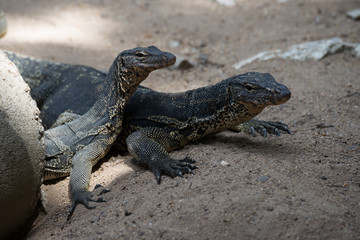 .Closeup of two water monitor lizard