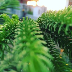 Plants in Sunset