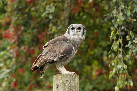 Close up of a Verreaux's Eagle Owl perched on a tree stump