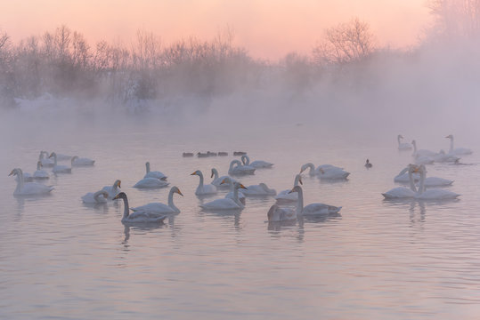 swan lake mist winter sunset