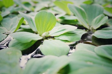 Soft focus a beautiful green floating water lettucean light background, Pistia stratiotes.