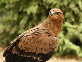 Portrait of a Tawny Eagle