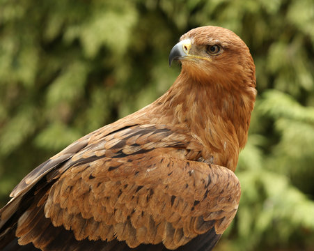 Portrait of a Tawny Eagle