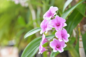 Beautiful purple orchid