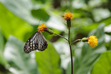 flower and butterfly