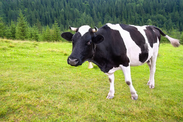 cow with bell on meadow in the mountains