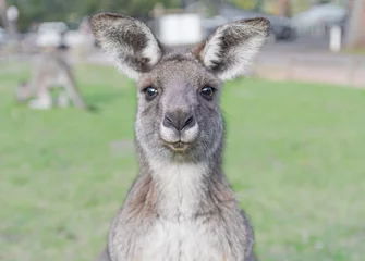Rolgordijnen Jonge nieuwsgierige kangoeroe met groene achtergrond © kristina_brueva