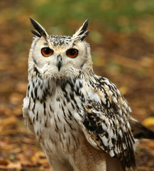 Close up of an Eagle Owl in woodland