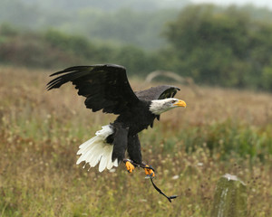 Close up of a Bald Eagle flying in the rain