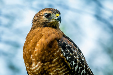 Red-Shouldered Hawk, Portrait, Close-Up
