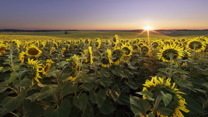 Obraz premium Sunflower field at sunrise
