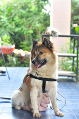 Thai Bangkaew Dog, Bangkaew mother dog portrait