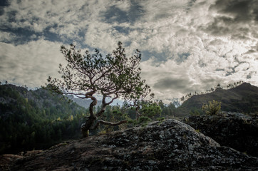 Дерево Алтая